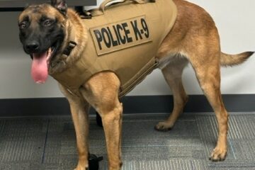 Photo of Maverick wearing his protective vest