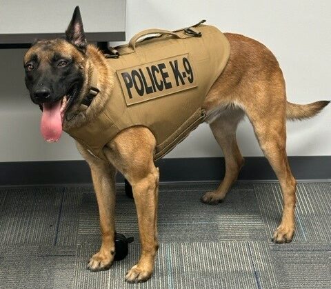 Photo of Maverick wearing his protective vest